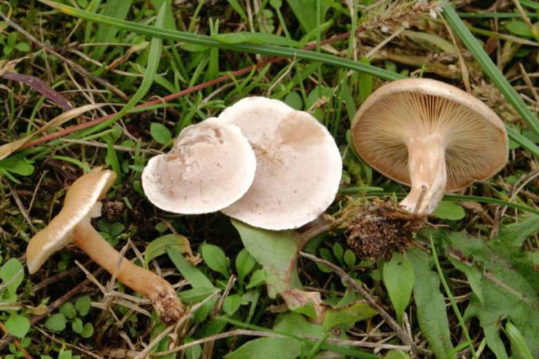 Clitocybe rivulosa (Pers.) P. Kumm. 1871 Fliegenpilz Myko AG im